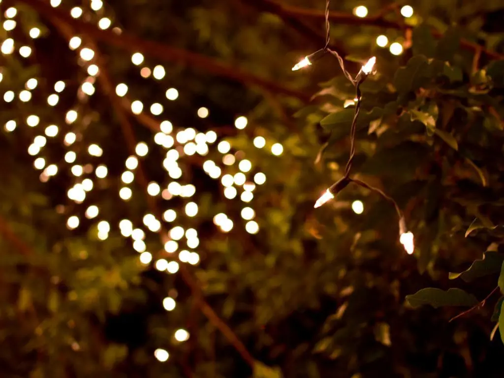 Tree decorated with fairy lights