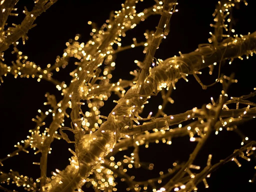 Tree decorated with fairy lights