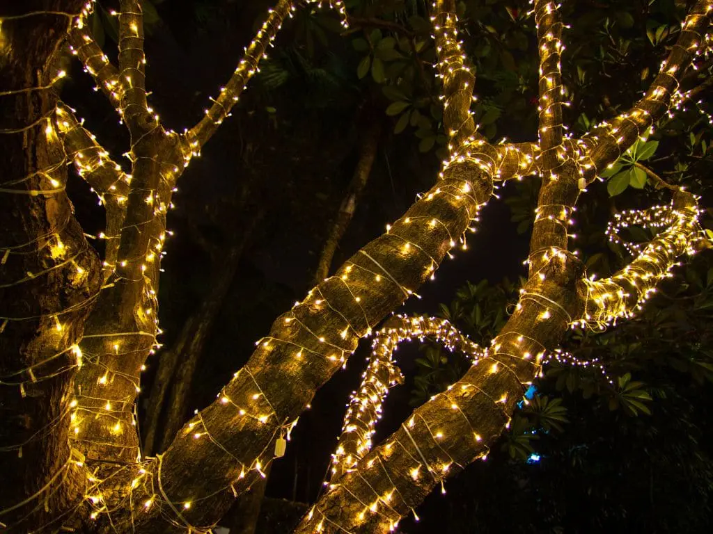 Tree with fairy lights