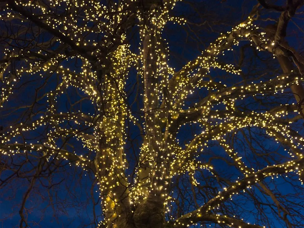 Tree decorated with fairy lights