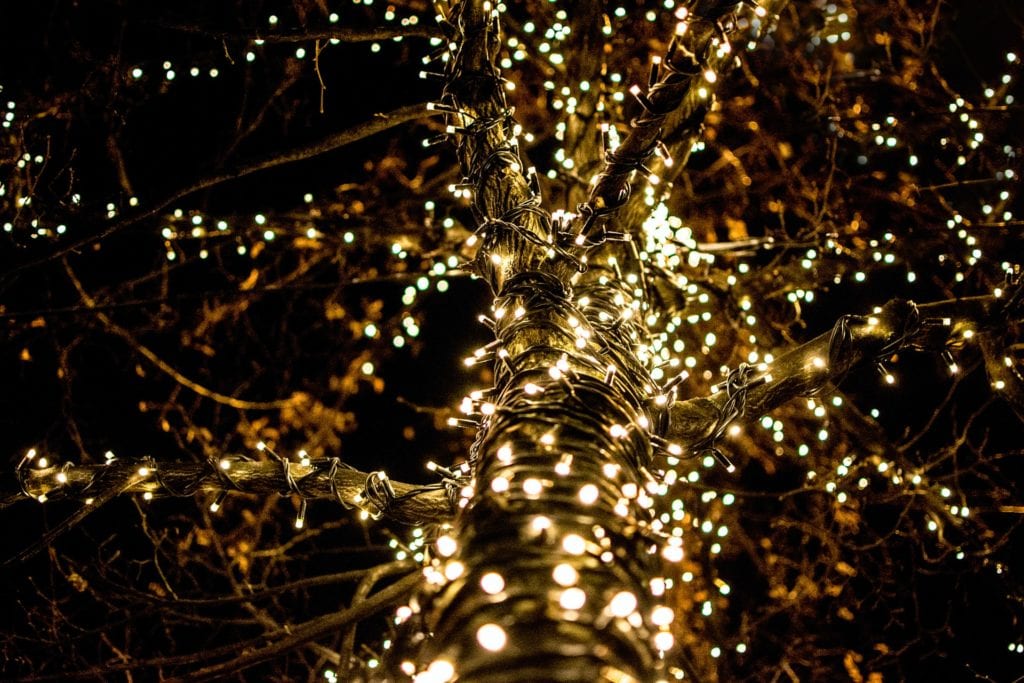 Fairy Lights in Tree