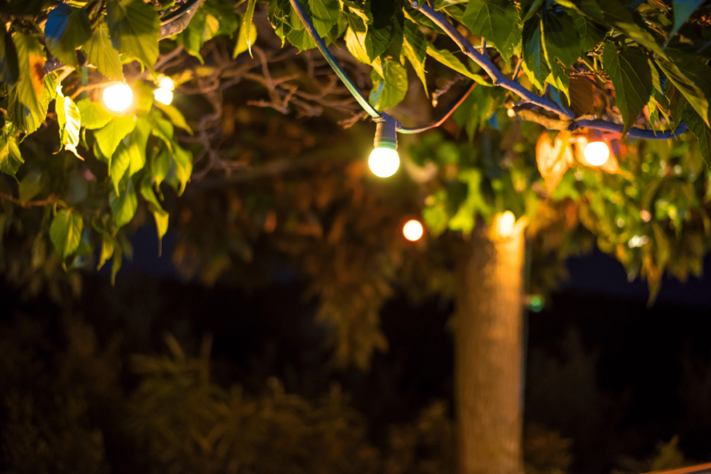 outdoor festoon lights in tree
