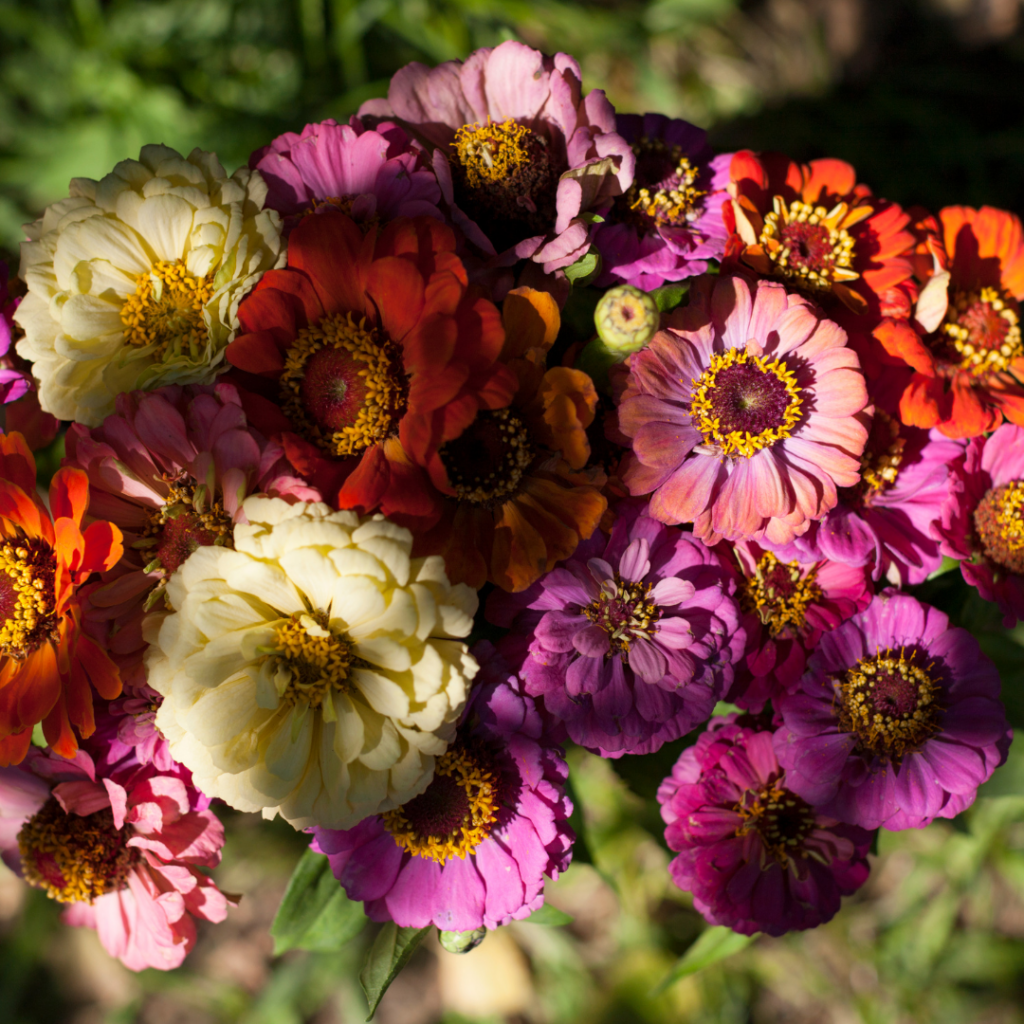 colourful flower arrangement 